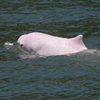 A Chinese white dolphin, which appears pink, swims off Lantau island in Hong Kong on May 30. | REUTERS