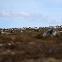 Reindeer walk on the Finnmark Plateau in Norway on June 16. | REUTERS