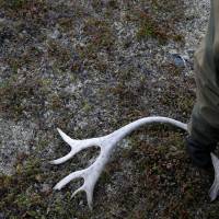 Sami reindeer herder Nils Mathis Sara, 60, collects a reindeer\'s antlers on Norway\'s Finnmark Plateau on June 16. | REUTERS