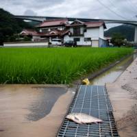 A dead carp carried by floodwaters is seen on a road in Mihara, Hiroshima Prefecture, on Sunday. | AFP-JIJI