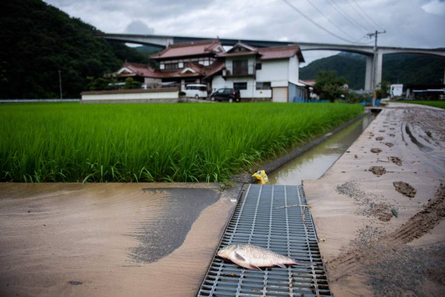 A dead carp carried by floodwaters is seen on a road in Mihara, Hiroshima Prefecture, on Sunday.