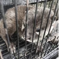 An otter is seen caged for sale in Indonesia, in November 2017. | TRAFFIC / VIA KYODO