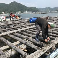 A fisherman ties a bag of eelgrass to an oyster raft in the water off Bizen. | MAIKO MURAOKA