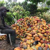 A farmer prepares to open a cocoa pod in Ntui village, Cameroon, in 2017. | ANGE ABOA / VIA REUTERS