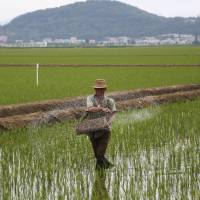 A farmer spreads fertilizer on a rice field in Sariwon, North Korea, on June 13. | AP