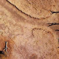 Dead trees are seen in a drought-effected paddock on farmer Scott Cooper\'s property named South Park located east of the town of Gunnedah in New South Wales, Australia, July 21. | REUTERS