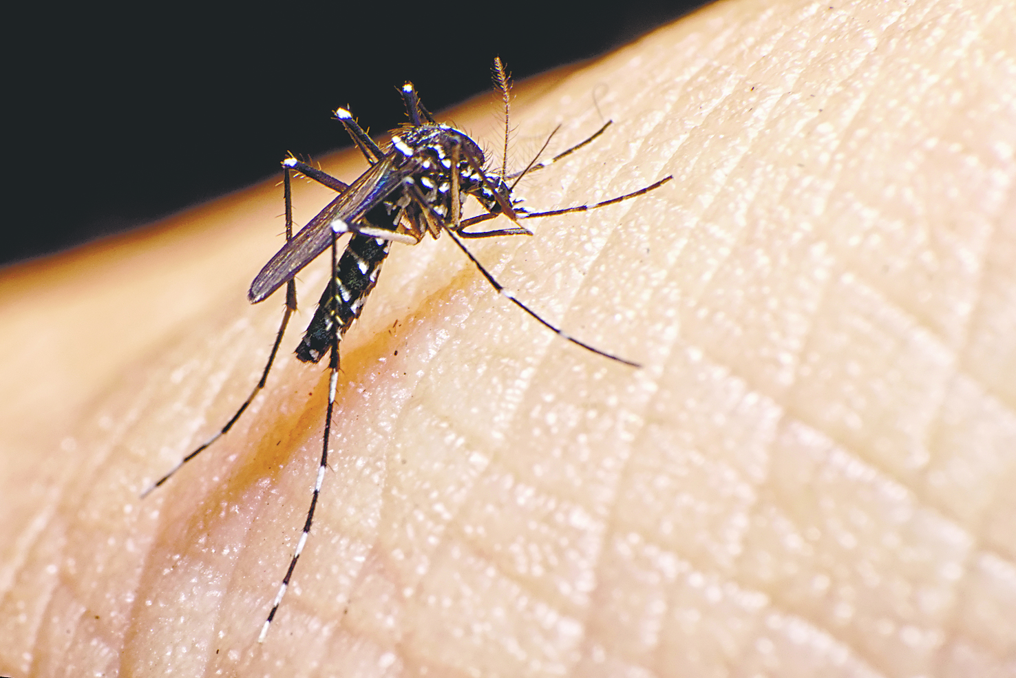 This year’s intense heat wave in Japan may have caused less buzzing and fewer itchy bites from mosquitoes. | GETTY IMAGES