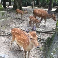 Deer roam freely in a park in the city of Nara on Aug. 20. According to a recent survey, record numbers of deer are living in the park. | ERIC JOHNSTON