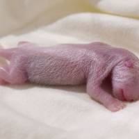 A female panda born on Tuesday is seen at the Adventure World zoo in Wakayama Prefecture. | ADVENTURE WORLD / VIA KYODO