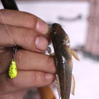 Fresh fish: Fisherman Tomoyoshi Ogaki shows off the yellowfin goby he caught in one of Narihira\'s canals. | KIT NAGAMURA
