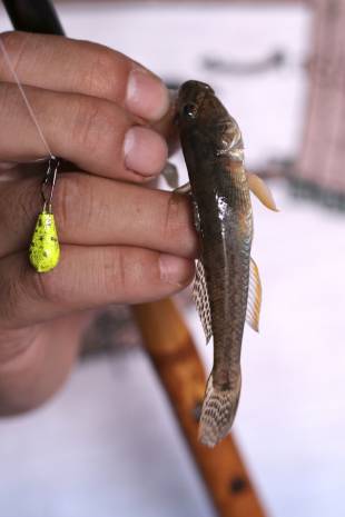 Fresh fish: Fisherman Tomoyoshi Ogaki shows off the yellowfin goby he caught in one of Narihira
