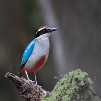 The brightly colored fairy pitta is an endangered species. | ECOSYSTEM TRUST SOCIETY