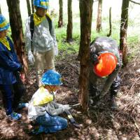 A tree thinning experience in an Oji forest in Shizuoka Prefecture. | OJI HOLDINGS CORP.