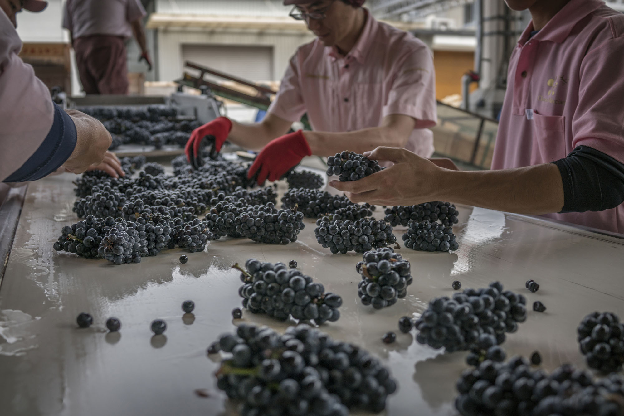 Mercian Corp. workers inspect pinot noir grapes at the Chateau Mercian winery in Katsunuma, Yamanashi Prefecture, on Sept. 7. | BLOOMBERG