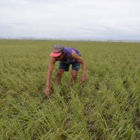 A Filipino farmer inspects his rice plantation devastated by Typhoon Mangkhut in Alcala, Cagayan province, on Sept. 16. | AFP-JIJI