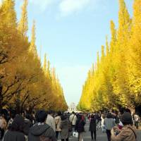 Ginkgo trees, the source of one of the ingredients in an experimental treatment for dementia, line Icho-Namiki (Ginkgo Avenue) near Meiji Jingu Stadium in Tokyo. | YOSHIAKI MIURA