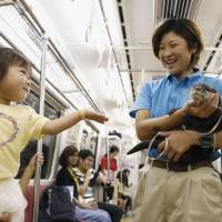 A child reaches out to an otter being held by a staff member in a train traveling from Shinagawa Station in Tokyo to Miurakaigan Station in Miura, Kanagawa Prefecture, on Sunday. The otter was taking part in an event to commemorate the 50th anniversary of Keikyu Aburatsubo Marine Park. | KYODO