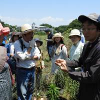 Seeds of change: Hidehito Komaki shows vegetables to visitors on his farm. | JOAN BAILEY