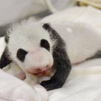 Adventure World, a zoo, aquarium and amusement park in Shirahama, Wakayama Prefecture, announced Monday that a female giant panda born Aug. 14 will go on public view starting Thursday. The public can also send in names for the baby panda, which currently weighs about 600 grams, from Thursday through Nov. 16. | ADVENTURE WORLD / VIA KYODO