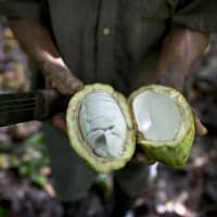 A worker shows the inside of a cacao pod at a cacao plantation in Cano Rico, Venezuela, in 2012. A paper published Monday says tests indicate traces of cacao on artifacts from a South American archeologic site estimated to be 5,400 years old. That makes about 1,500 years older than cacao\'s known domestication in Central America. | AP