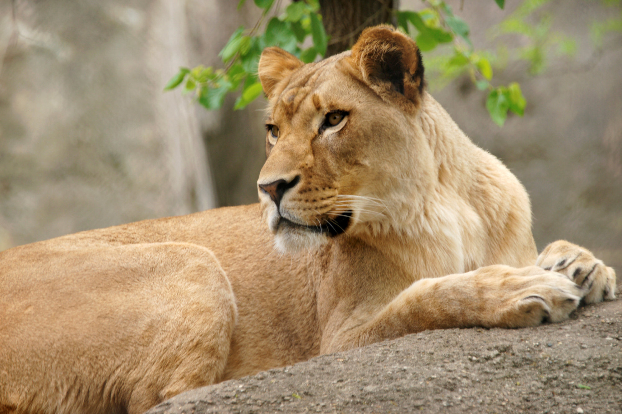 The Indianapolis Zoo's lioness named Zuri is seen in this undated photo released by the zoo in Indianapolis Sunday. | COURTESY INDIANAPOLIS ZOO / HANDOUT / VIA REUTERS