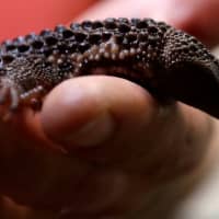 A zookeeper holds an earless monitor lizard in Prague Zoo, Czech Republic Tuesday. | REUTERS