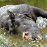 An Indian rhinoceros lies dead with its horn missing at Kaziranga National Park, about 220 km (137 miles) east of the northeastern Indian city of Guwahati, in 2008. Poachers have killed at least 10 rhinos in two national parks in Assam state since January, eight of them at the Kaziranga National Park. Horns fetch up to &#36;10,000 and demand is soaring in China and Southeast Asian countries, wildlife experts say. | REUTERS
