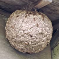 A nest of Japanese yellow hornets is seen attached to the eaves of a storage facility in Tsu, Mie Prefecture. | CHUNICHI SHIMBUN