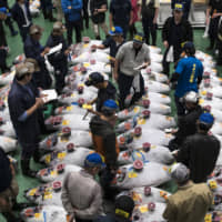 Buyers inspect frozen tuna prior to an auction at the Toyosu market in Tokyo\'s Koto Ward on Oct. 11. | BLOOMBERG