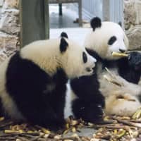 Pandas fostered in Sichuan, China | GETTY IMAGES / VIA KYODO