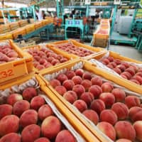 Peaches from Fukushima are sold at a market in the prefecture in July 2016. | KYODO