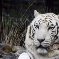 A white tiger kept at the Hirakawa Zoological Park in Kagoshima killed a zookeeper on Monday. | KYODO