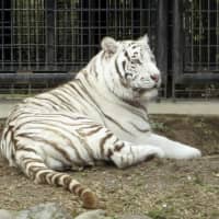 This white tiger at the Hirakawa Zoological Park in Kagoshima killed a zookeeper on Monday. | HIRAKAWA ZOOLOGICAL PARK / VIA KYODO