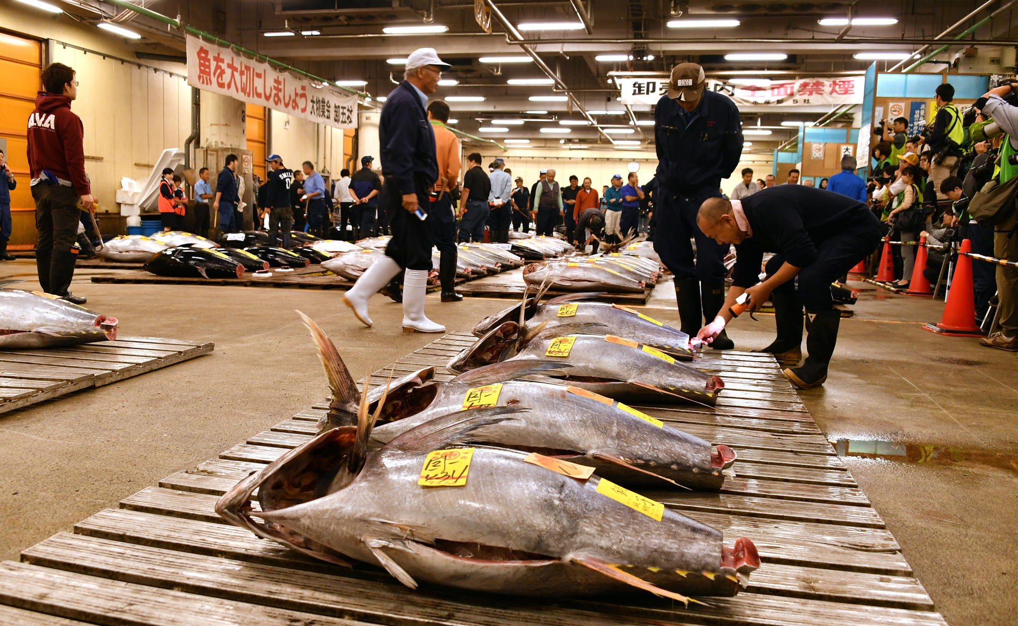 Fish wholesalers examine fresh tuna before the last auction at the Tsukiji fish market in Tokyo's Chuo Ward on Saturday. | YOSHIAKI MIURA