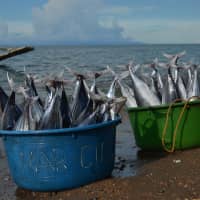 The eight Pacific island states that make up the Parties to the Nauru Agreement  may look like dots on the map, but they command an expanse of ocean greater than the size of Europe and are global powerhouses when it comes to tuna. | GETTY IMAGES
