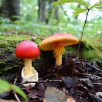 The Amanita caesarea, also known as Caesar\'s mushrooms, mature from red caps into delicate orange parasols on long stems. | C.W. NICOL