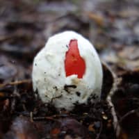 Caesar\'s mushrooms look like tiny eggs when they sprout from the ground, giving them the Japanese name tamago dake (egg mushroom). | C.W. NICOL