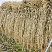 Autumn bounty: Freshly harvested rice drying in the sun, ready to be processed into shinmai, rice harvested and packaged for sale in the current year. | MAKIKO ITOH