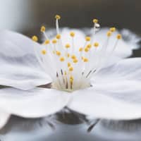 \"Sakura on the Pond,\" a close-up of a fallen cherry blossom, won Timothy James R. Mortel, the spouse of an official in the Philippines Embassy in Tokyo, the top prize in the 21st Japan Through Diplomats\' Eyes photo competition. | TIMOTHY JAMES R. MORTEL