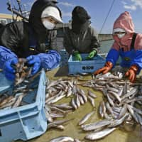 People sort a catch in the town of Mukawa, one of the areas in southwestern Hokkaido hit by a recent powerful earthquake, as the shishamo fishing season begins Wednesday. Residents hope that the sales of shishamo, the area\'s main produce, will help the local economy recover. | KYODO