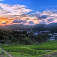 Town of Hayama (Mayor: Takahito Yamanashi): Rice terraces in the Kamiyamaguchi district in Hayama, Kanagawa Prefecture | KYODO
