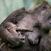 Kira, a 23-year-old western lowland gorilla, holds her newborn baby in their enclosure at the Moscow Zoo in Moscow Wednesday. | REUTERS