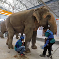 Vets take an X-ray of a leg of Phoolkali, a female elephant, at the Wildlife SOS elephant hospital, India\'s first hospital for elephants run by a non-governmental organization in the northern town of Mathura on Friday. | REUTERS