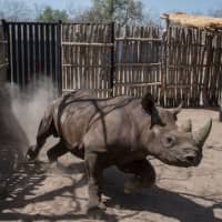 A black rhino runs around in a holding pen in Zakouma National Park in Chad in May. Four out of 6 South African rhinos that were transferred to the park in southeast Chad in a bid to revive the endangered species have died, but not from poaching, conservationists said Tuesday. \"An additional two black rhino carcasses have been discovered in Zakouma National Park in Chad, bringing the total mortalities to four, of the six that were reintroduced in May this year,\" the conservation group African Parks said in a press release. | AFP-JIJI