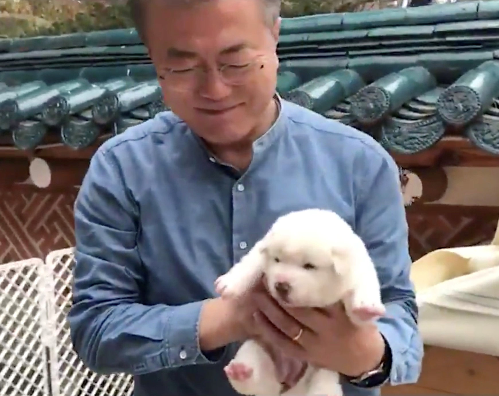 Korean puppies shop