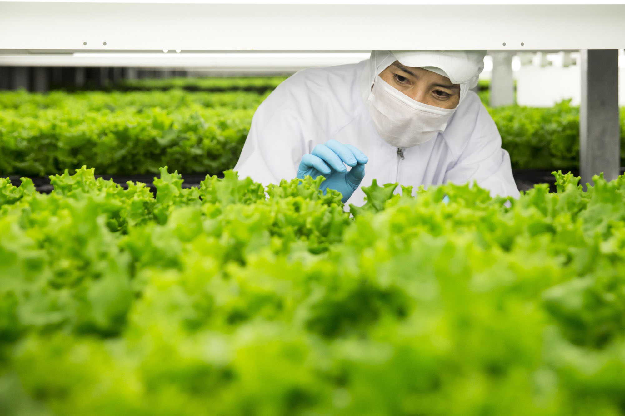 A worker examines lettuce at Spread Co.'s vertical farm in Kameoka, Kyoto Prefecture. | BLOOMBERG