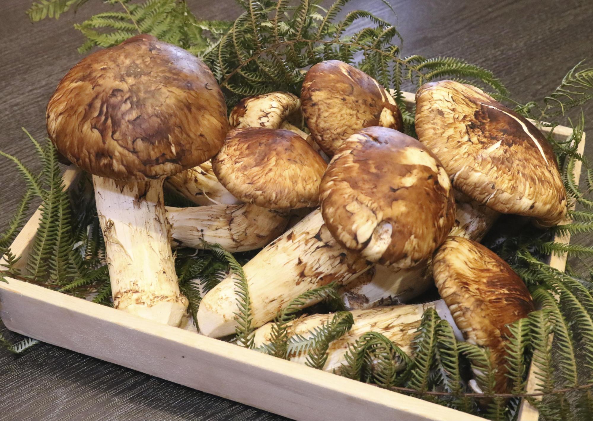 These matsutake mushrooms were served at restaurant Ginza Wakuta in Tokyo on Nov. 1. | KYODO