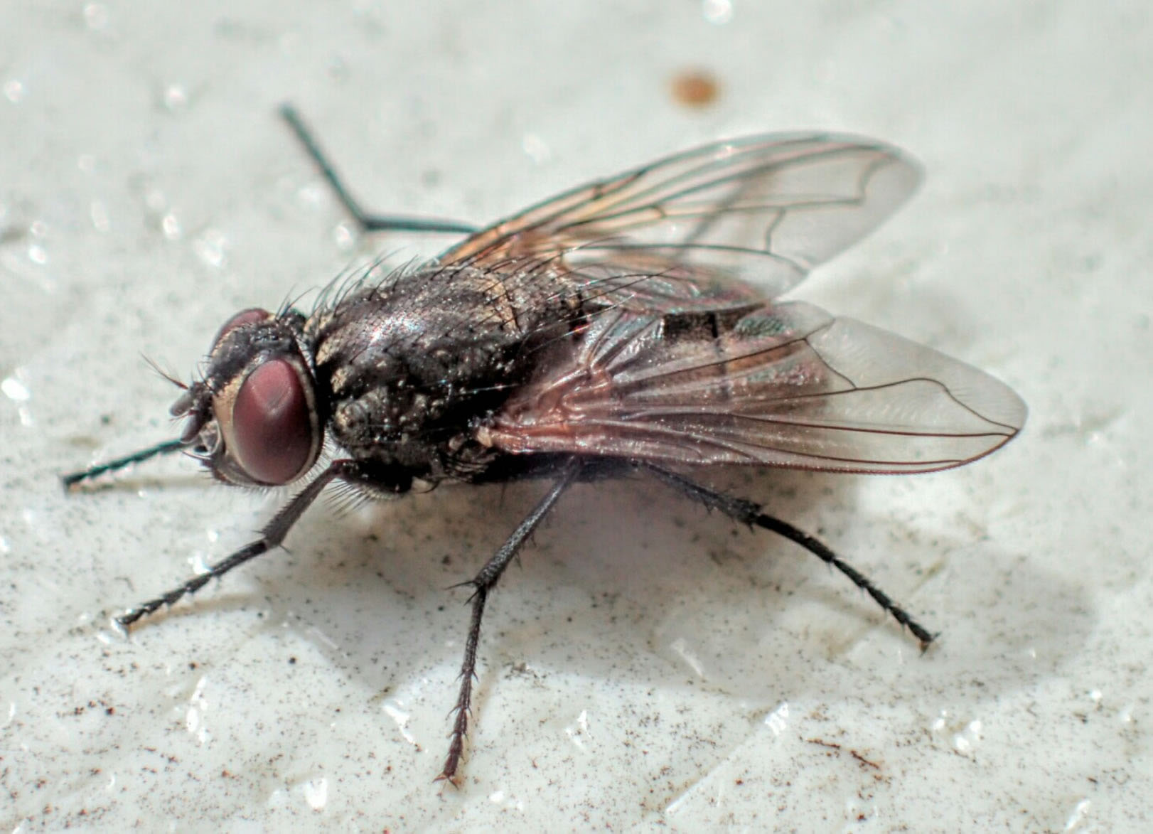 Musca's name is derived from the scientific name of the housefly: Musca domestica. Musca's flies have been developed over the past 45 years and 1,100 generations of selective crossbreeding. | MUSCA INC.