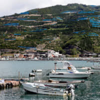 A port with orange farms dotting the mountains in the background in Ikata, Ehime Prefecture, which relies on the nuclear power industry for revenue. | REUTERS