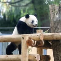 Xiang Xiang, a female panda cub, plays on her own Tuesday at the Ueno Zoo in Tokyo. | KYODO